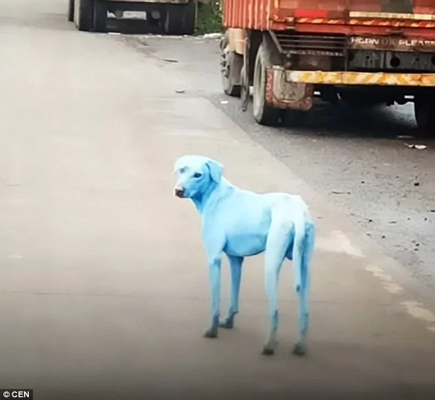 Why stray dogs in Mumbai are turning blue Why stray dogs in Mumbai are turning blue