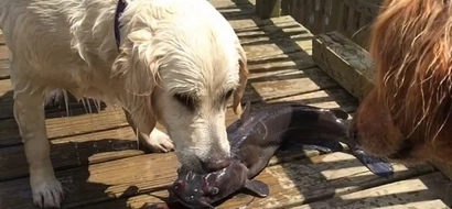 WATCH: This golden retriever shows off an unusual skill that you probably didn't think he could do!