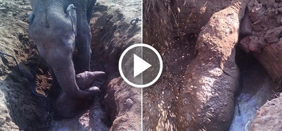 Mother elephant spends 11 hours digging her baby stuck in a well in Asia