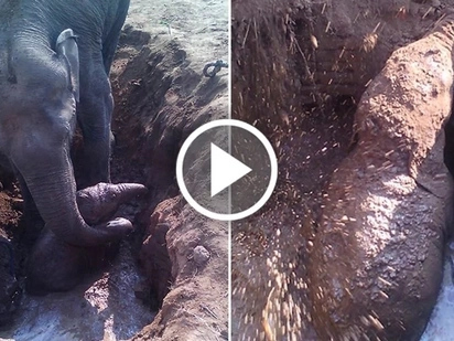 Mother elephant spends 11 hours digging her baby stuck in a well in Asia