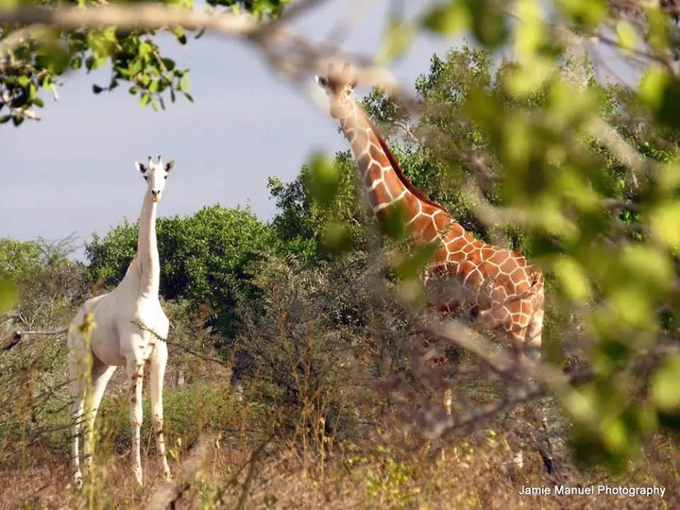 Ever seen an albino Giraffe? Here is one in Kenya