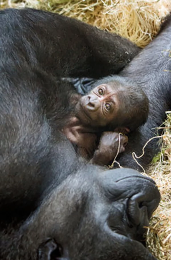 This Mother Gorilla had gone through a difficult labour. She gave birth successfully with the help of veterinarians and doctors who treat people This Mother Gorilla had gone through a difficult labour. She gave birth successfully with the help of veterinarians and doctors who treat people