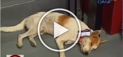 ID-wearing stray dog ‘Enzo’ gets love and recognition