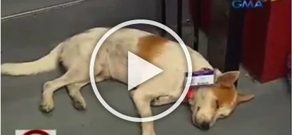 ID-wearing stray dog ‘Enzo’ gets love and recognition