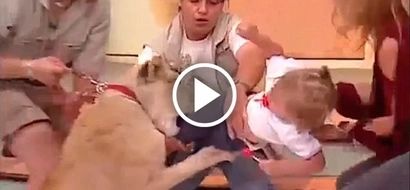 Shocking video of lion attacking and biting little child on Mexican TV show
