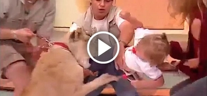 Shocking video of lion attacking and biting little child on Mexican TV show