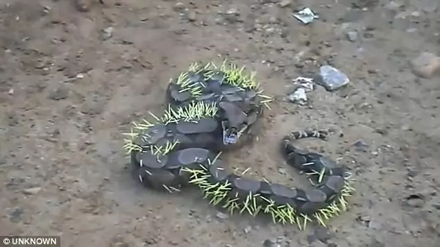 Haha! Silly snake swallows PORCUPINE, immediately regrets it (photos, video)