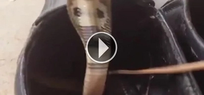 TERRIFYING: See what happened after a snake hid inside one man's shoe