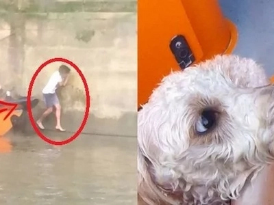 A brave man spotted this dog drowning in a city channel. Minutes later, he was keeping a terrified animal in his hands