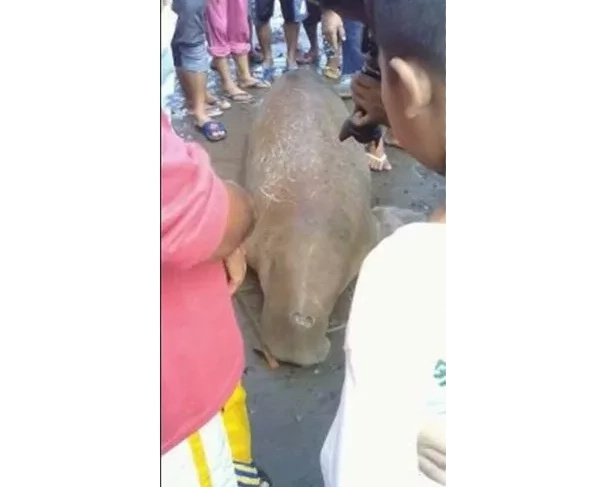 The crowd measure the length of the sea cow's body The crowd measure the length of the sea cow's body