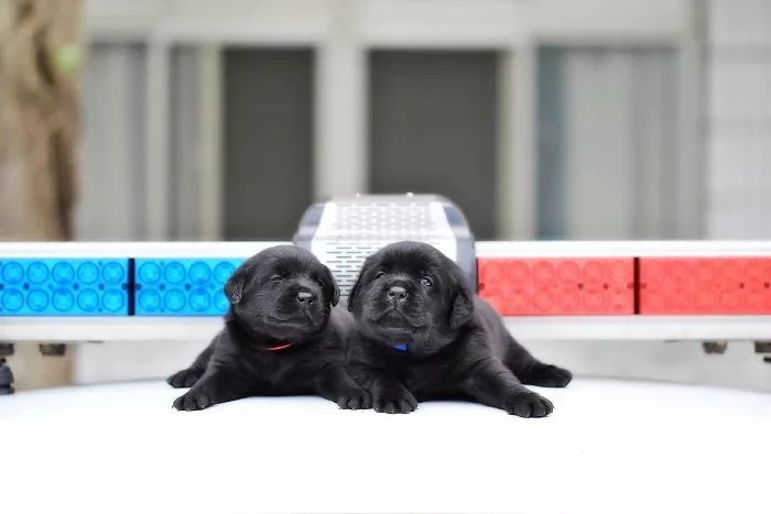 These police pups are too cute to handle! These police pups are too cute to handle!