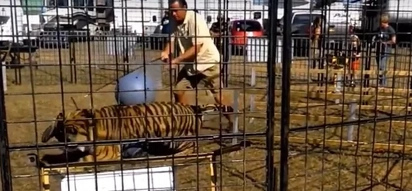 Monstrous Tiger Turns On Trainer Before The Eyes Of Schoolchildren (Video)