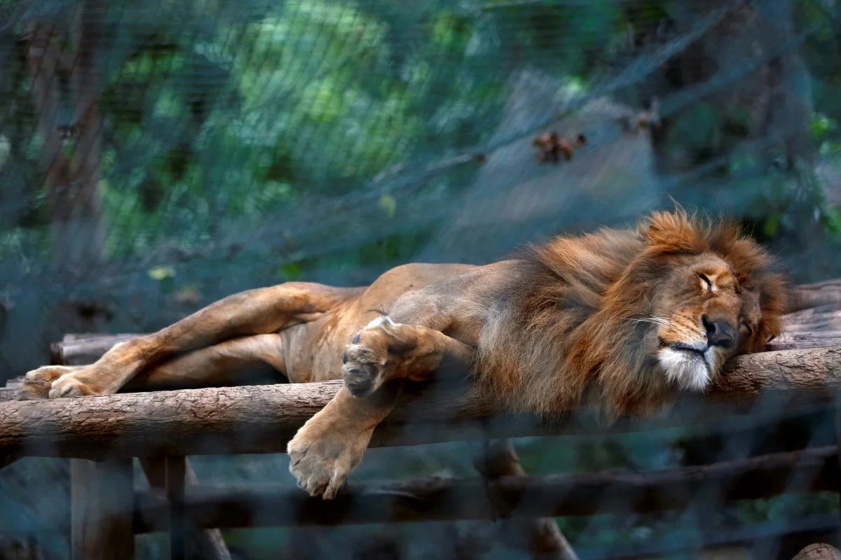 50 animals 'starve to death' at Venezuelan zoo 50 animals 'starve to death' at Venezuelan zoo