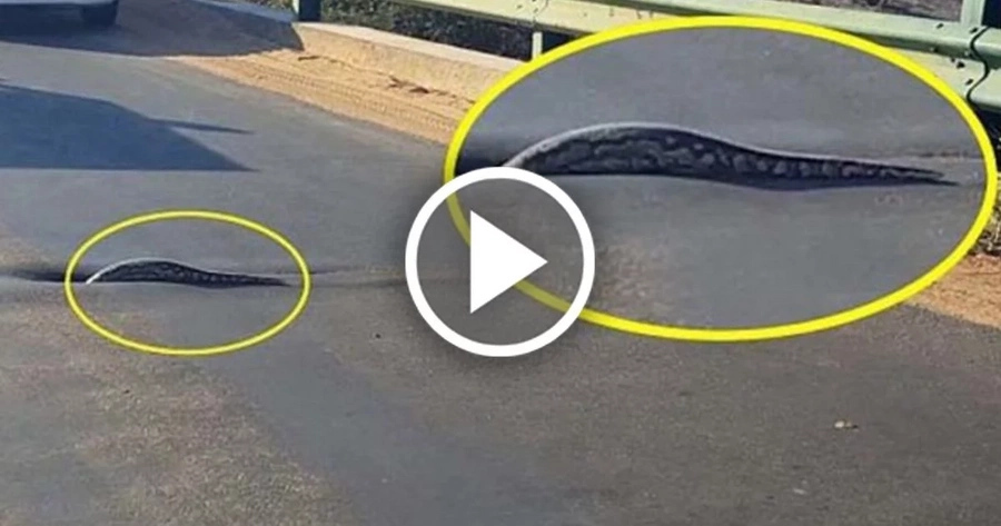 Nothing to watch here, just an 18-foot python in front of shocked people Nothing to watch here, just an 18-foot python in front of shocked people