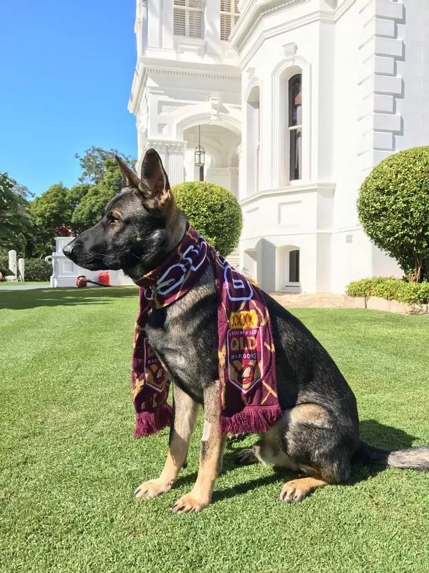 One-year old German Shepherd sacked from his job. Months later, he not only got a new job but became a social media star too! One-year old German Shepherd sacked from his job. Months later, he not only got a new job but became a social media star too!