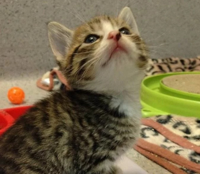 "Ooh, what's up there?" "Ooh, what's up there?"