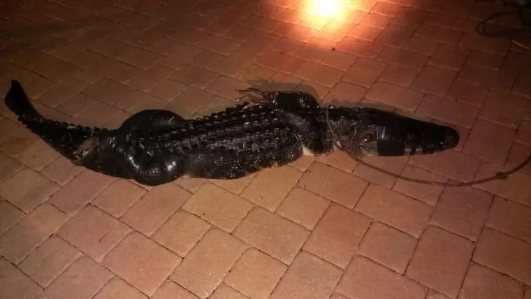Florida Family "Welcomes" New Member. ALLIGATOR In Pool! (Video) Florida Family "Welcomes" New Member. ALLIGATOR In Pool! (Video)