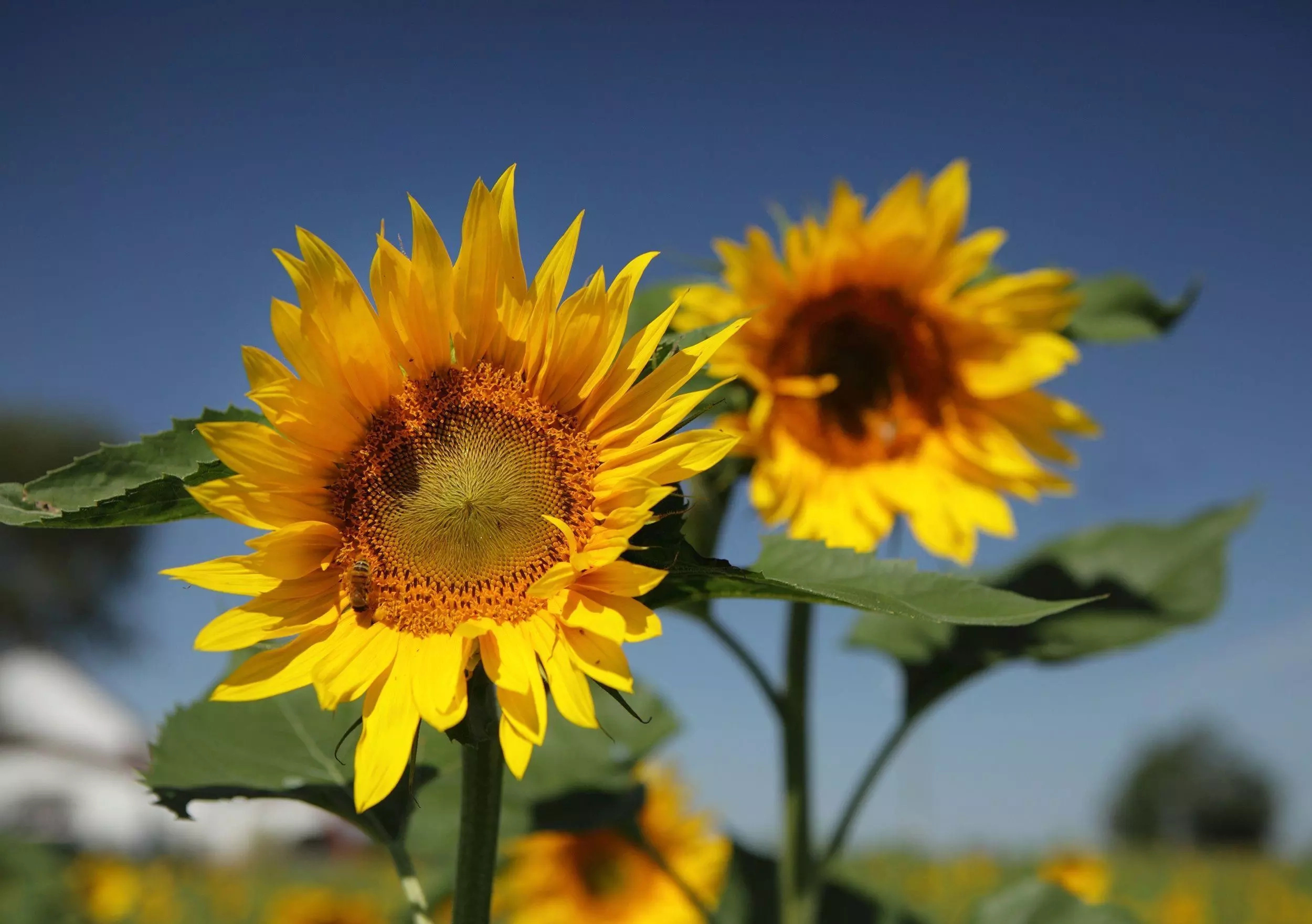 sunflower-farming-in-kenya-made-easy-tuko-co-ke