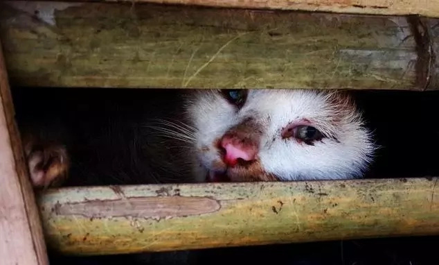 Il camion era pieno di gabbie piene di gatti spaventati. Improvvisamente i poliziotti lo fermano e guardano dentro