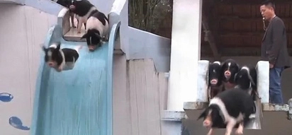 Treated like children! Chinese farm believes 'childcare' for pigs improve meat quality