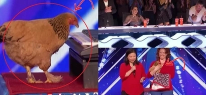 How did that happen? Chicken playing keyboard shocks crowd and judges in viral talent show video!