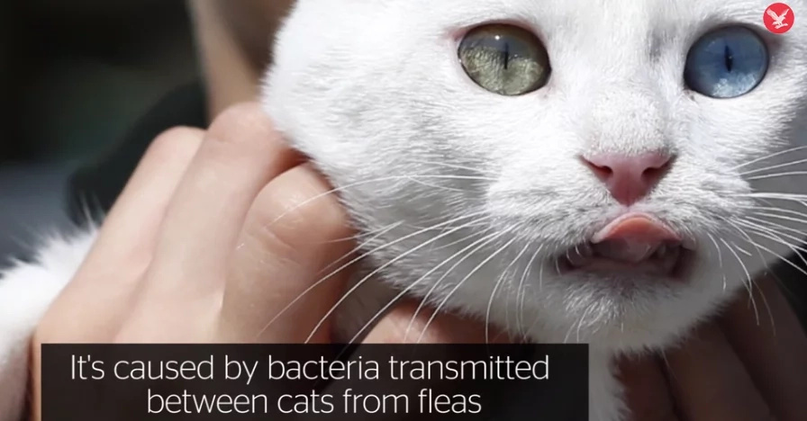 Here's Why You Should NEVER Hug Your Cat Here's Why You Should NEVER Hug Your Cat