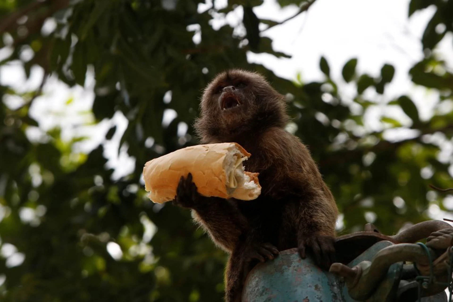 50 animals 'starve to death' at Venezuelan zoo 50 animals 'starve to death' at Venezuelan zoo