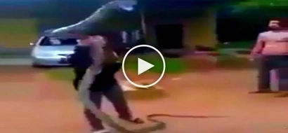 Terrifying encounter! Daring farm girl wrestles with deadly giant cobra