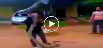 Terrifying encounter! Daring farm girl wrestles with deadly giant cobra