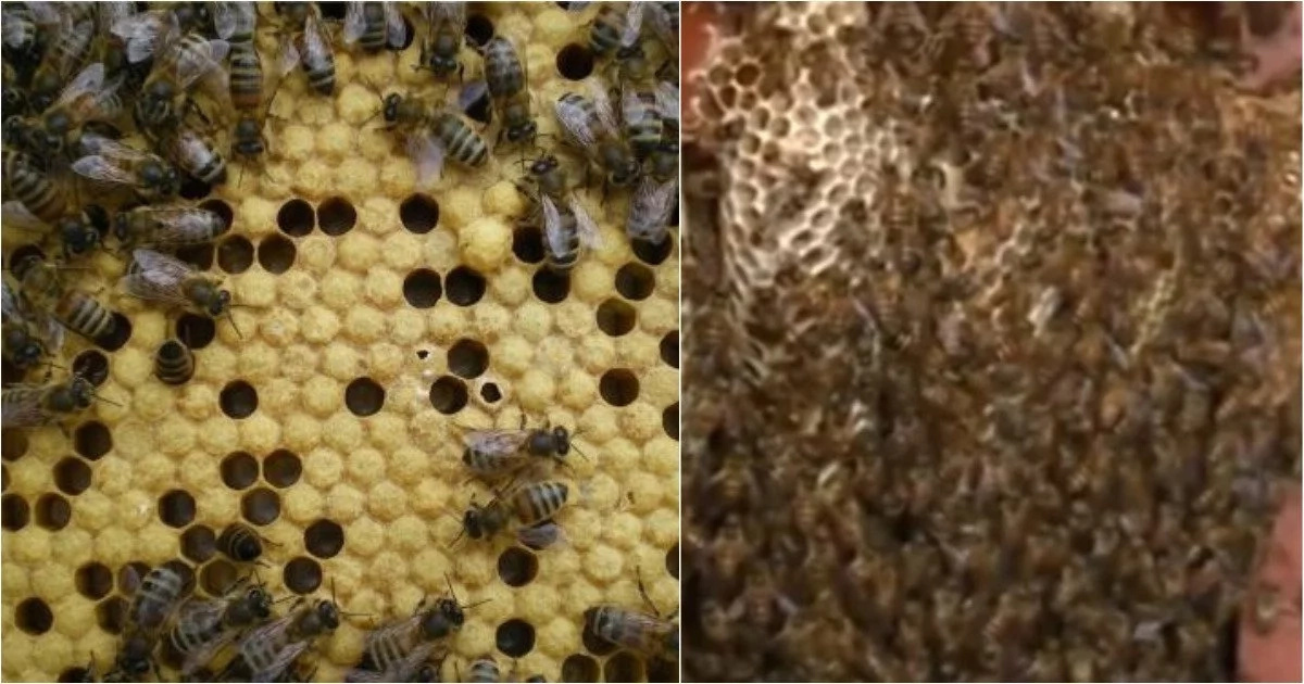 Brave family has been living with an open beehive in their living room for 12 years (photos)