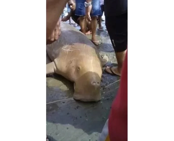 You won't believe that: one more dead giant sea creature in Sarangani You won't believe that: one more dead giant sea creature in Sarangani