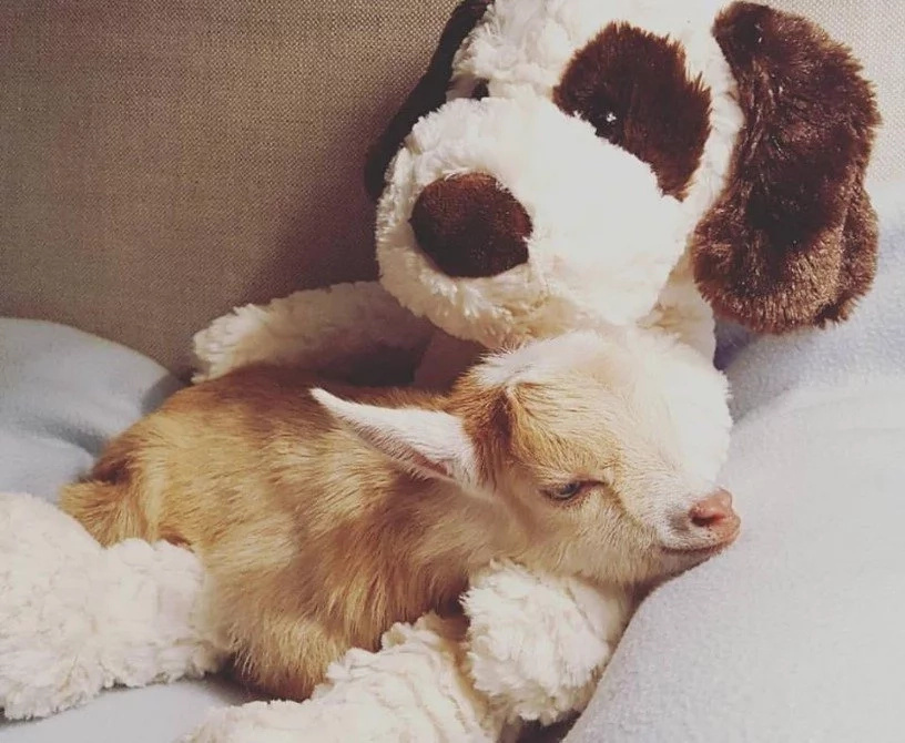 Goat Born Without Back Legs Finds The Perfect Mom To Raise Him Goat Born Without Back Legs Finds The Perfect Mom To Raise Him