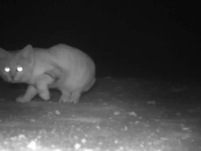 New photos of an extremely rare cat that had been last spotted 10 years ago!