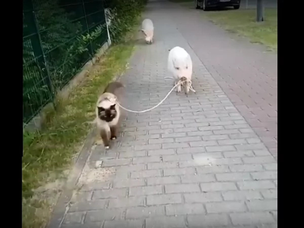 And why is this cat behaving like that? And why is this cat behaving like that?