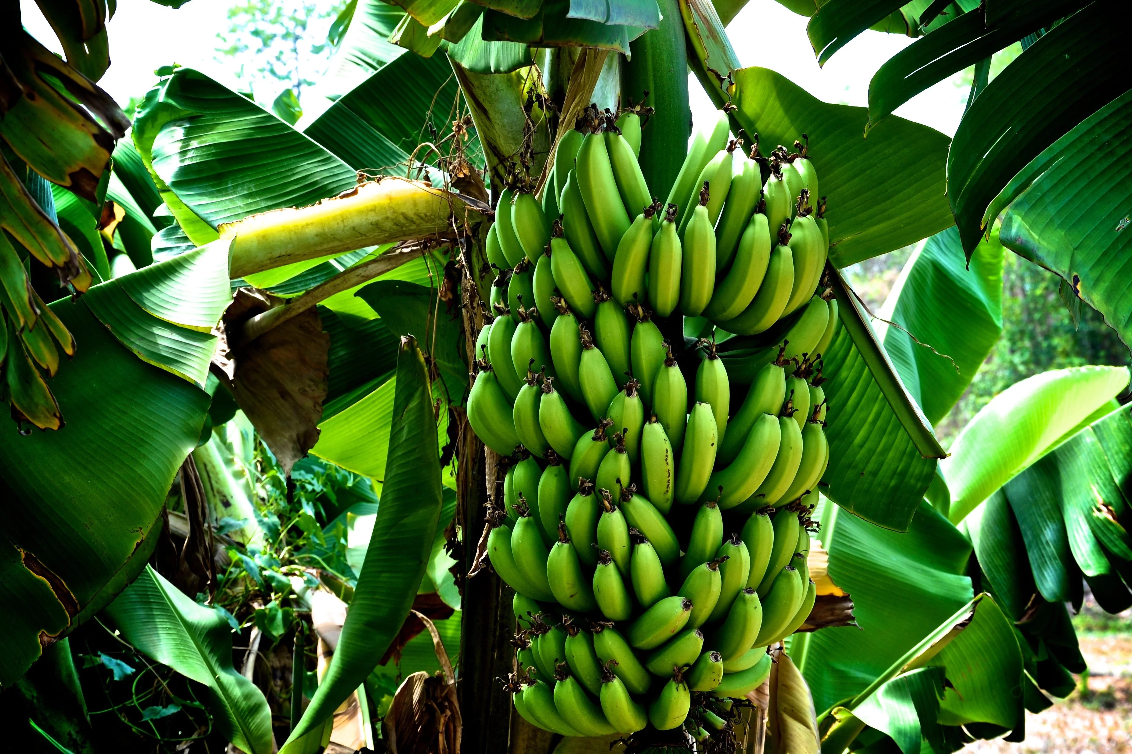 Banana Farming in Kenya 2018 Tuko.co.ke