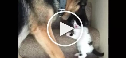 VIDEO: Huge DOG ‘eats’ little kitten; the reason will SURPRISE you!
