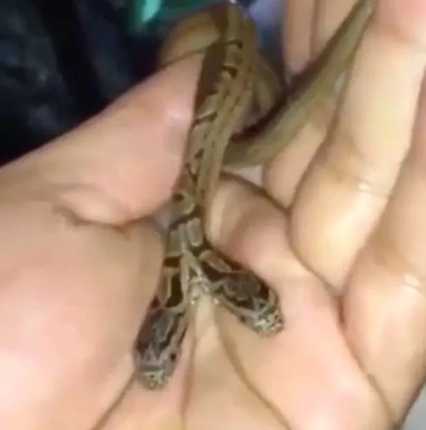 See scary TWO-HEADED snake whose one head is more aggressive than the other (photos, video) See scary TWO-HEADED snake whose one head is more aggressive than the other (photos, video)