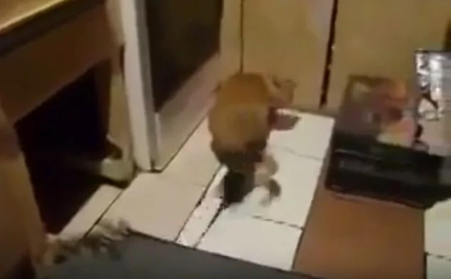 rat-attack rat-attack