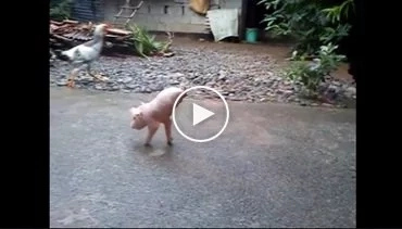 This piglet in Ilocos Norte effortlessly walks with only two legs!