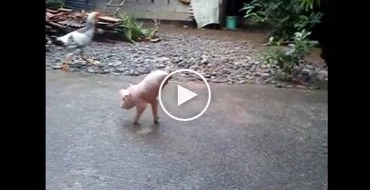 This piglet in Ilocos Norte effortlessly walks with only two legs!