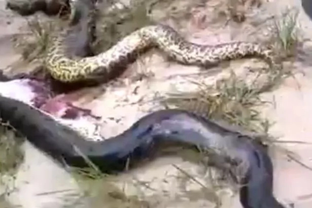 Locals cut snake open to find another predator inside Locals cut snake open to find another predator inside