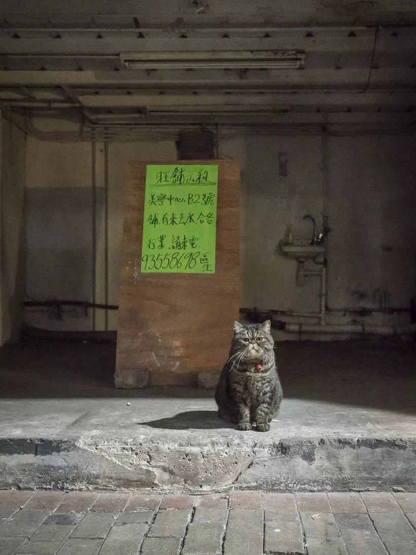 Forget Everything And Watch The SECRET Life Of Cats (10+ Pics) Forget Everything And Watch The SECRET Life Of Cats (10+ Pics)
