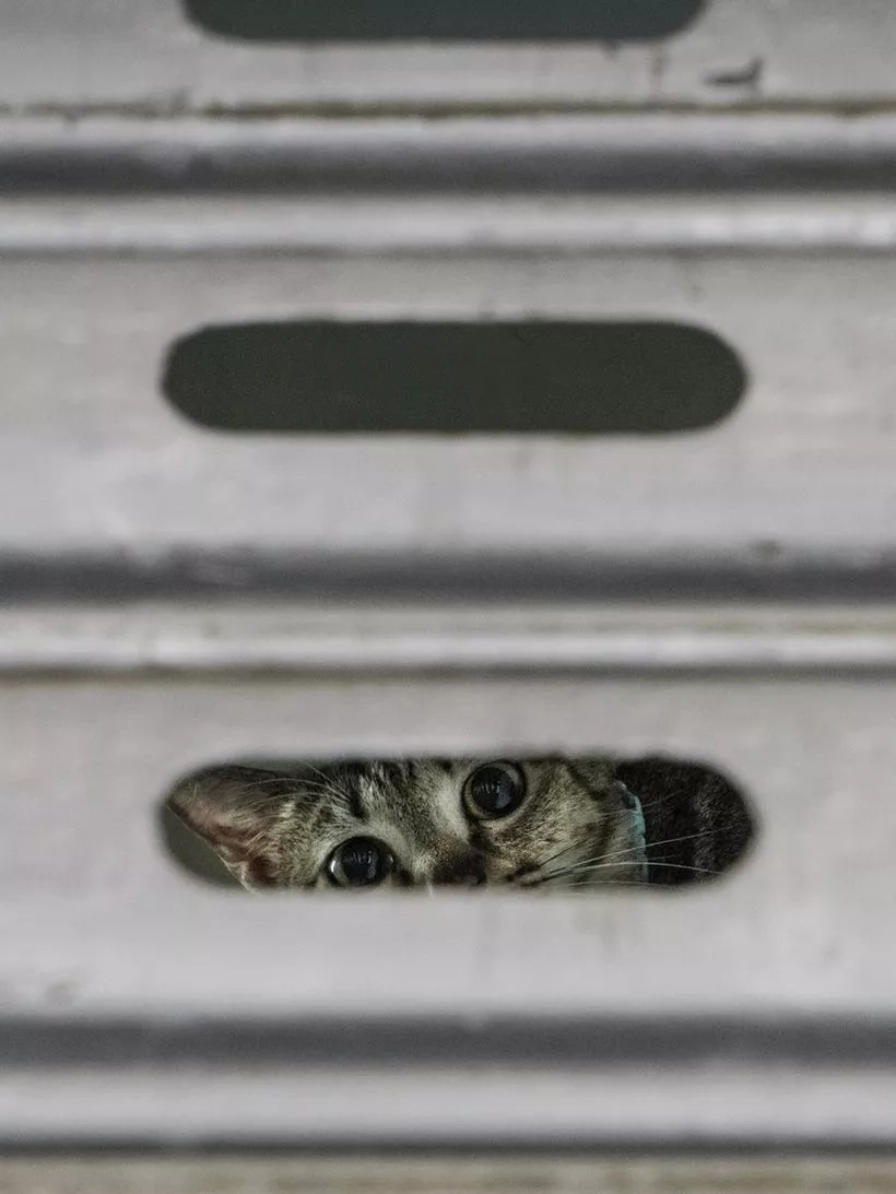 Forget Everything And Watch The SECRET Life Of Cats (10+ Pics) Forget Everything And Watch The SECRET Life Of Cats (10+ Pics)