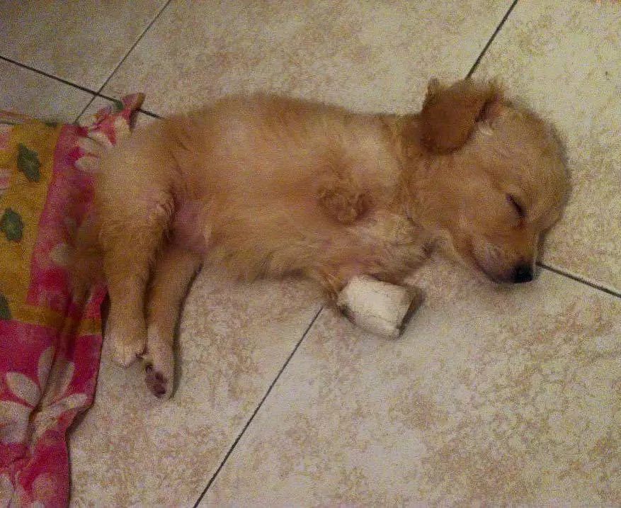 Dog born without hind legs can finally walk on her own Dog born without hind legs can finally walk on her own