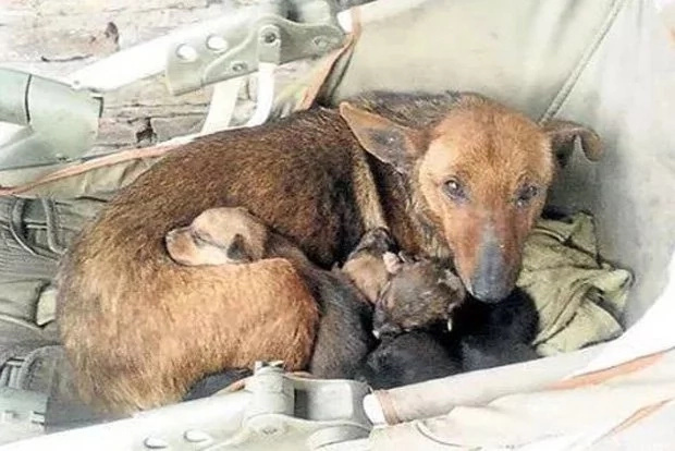 Mother dog saves human baby from freezing Mother dog saves human baby from freezing