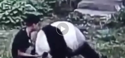 Wag inisin ang bagong gising! Outraged panda wrestles insensitive man who woke him up