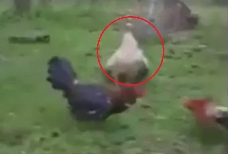 Duck caught fighting with two cocks Duck caught fighting with two cocks