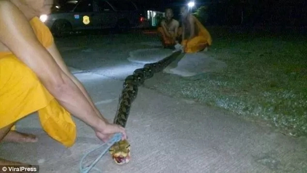 God is great! 8-meter long python attacks nun, bites and tries to squeeze life out of her God is great! 8-meter long python attacks nun, bites and tries to squeeze life out of her