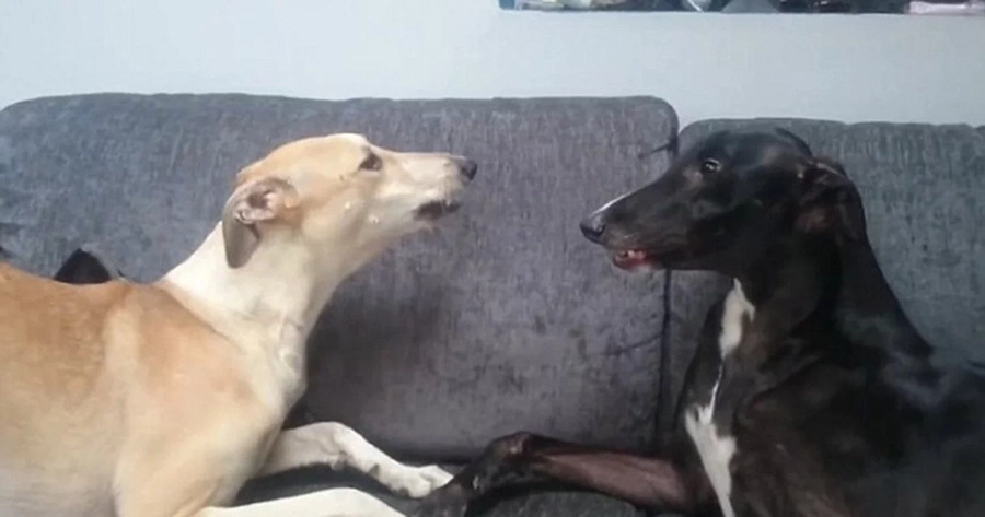 Heartbreaking video shows abused dog so scared she won’t look away from wall Heartbreaking video shows abused dog so scared she won’t look away from wall