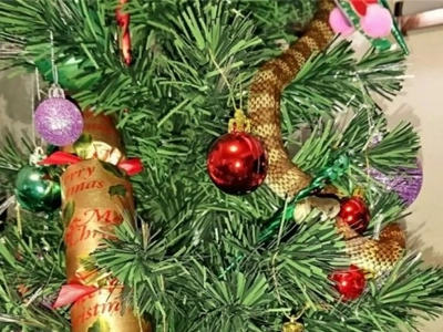 Woman Wakes Up To Find A Venomous Snake Wrapped Around Her Christmas Tree